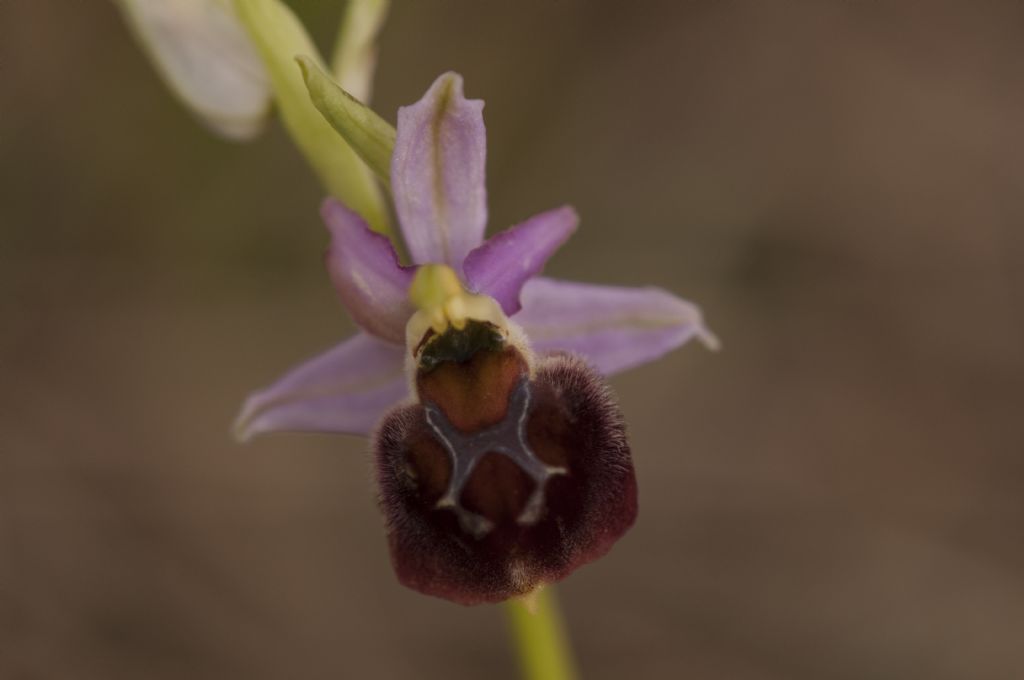 Ophrys exaltata subsp. montis-leonis?